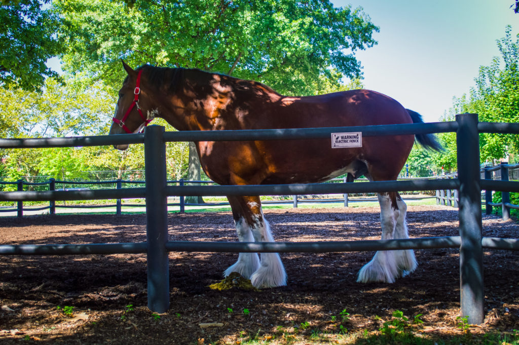 An insider guide with photos and an honest review of the Budweiser tour in St. Louis. This tour is a must-do for any beer lover, but especially someone who wants to see a macro brewery in action. Click through to read a tour guide and see plenty of photos exploring the Clydesdales’ stables, the brewing facilities, and more #BudweiserTour #StLouis #BeerLovers #TravelGuide